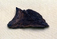 藏品(鹿角碎片)的圖片